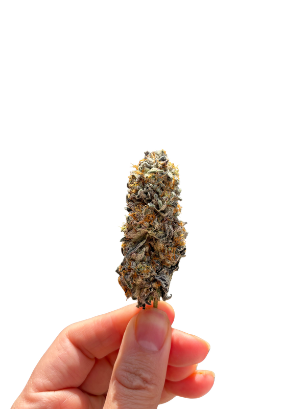 La Benzina flower